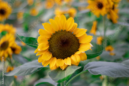 Sunflowers  Helianthus annuus  is an annual plant with a large daisy-like flower face.