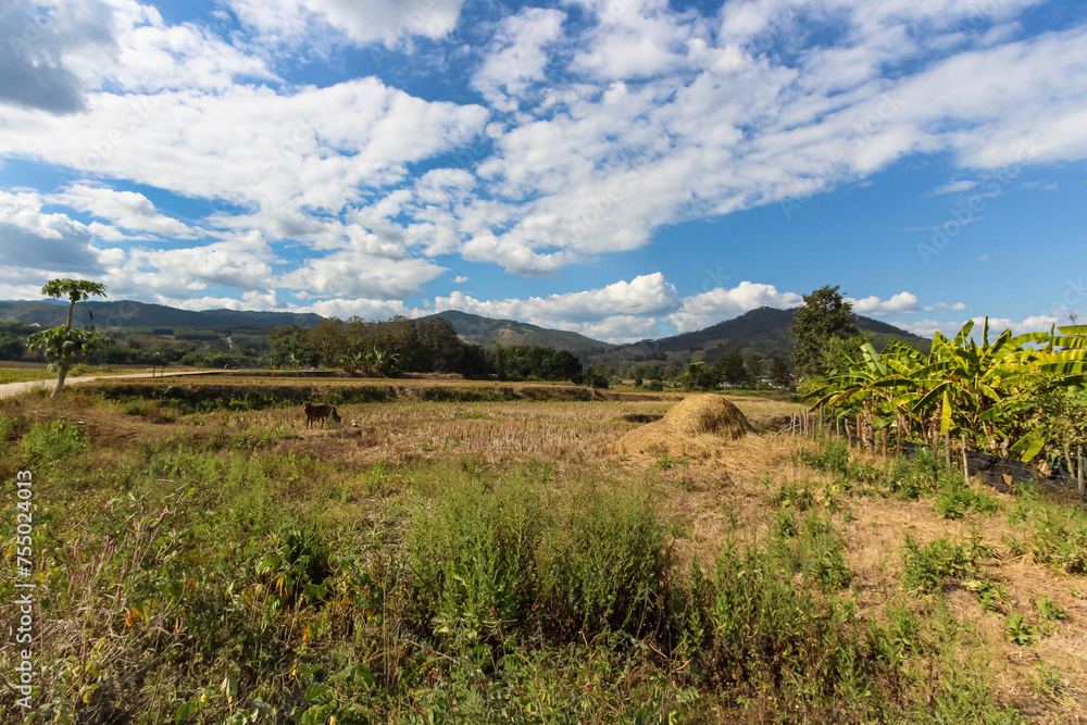 Fototapeta premium Enchanting Views: Rural Thailand's Tranquil Countrysides and Scenic Splendor