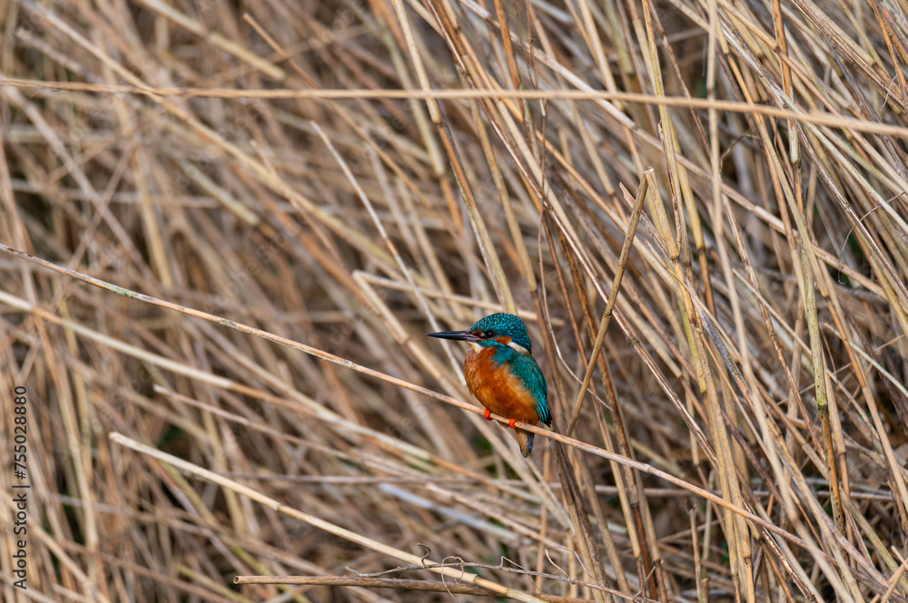 A kingfisher (Alcedo atthis) sits on grass by a small stream, shining from the sun