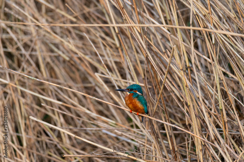 Obraz na płótnie A kingfisher (Alcedo atthis) sits on grass by a small stream, shining from the sun w salonie