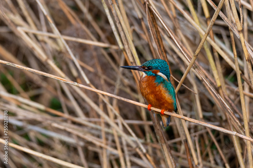 A kingfisher (Alcedo atthis) sits on grass by a small stream, shining from the sun