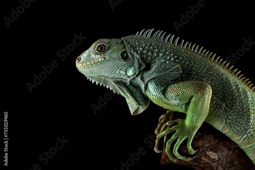 Colombian green iguana isolated on black © Agus Gatam