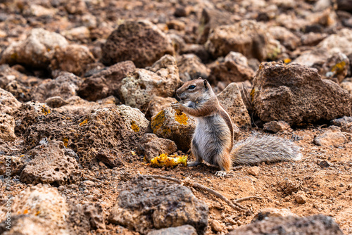 Small canarian chipmunk eating and apple photo
