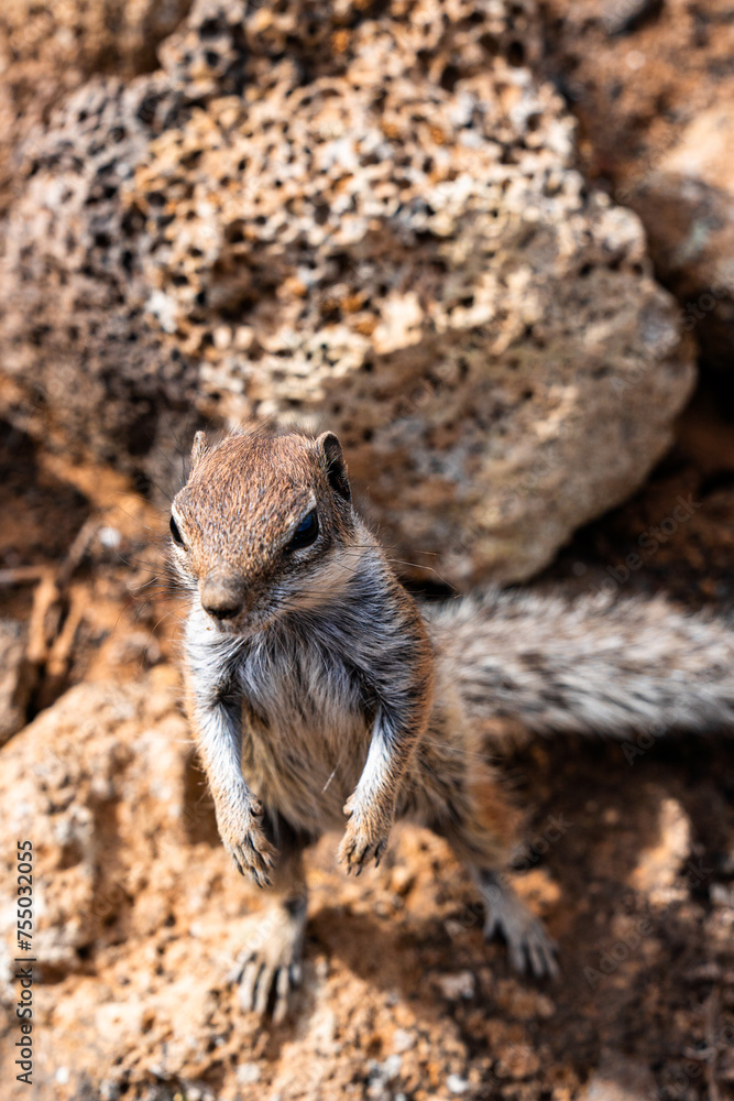 Small canarian chipmunk watching for enemies looking cute Small canarian chipmunk watching for enemies looking cute