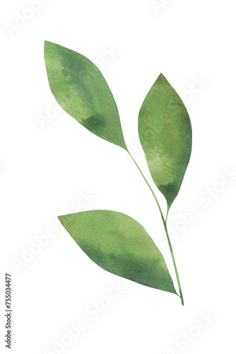Green watercolor sheet isolated on a white background, hand-drawn. Botanical illustration for design, decoration. A branch with tea leaves. The texture of watercolor on paper. A beautiful leaf.
