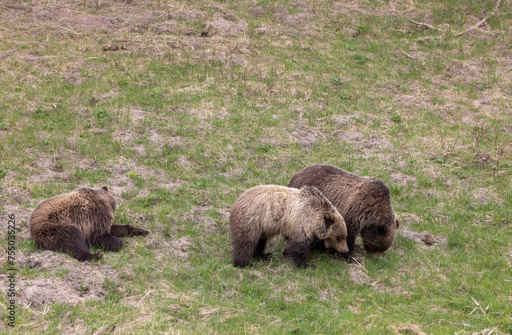 Fototapeta premium Grizzly Bears in Yellowstone National Park Wyoming in Spring