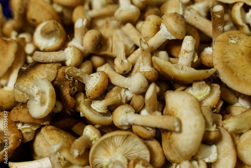 Pile of Mushrooms on Table