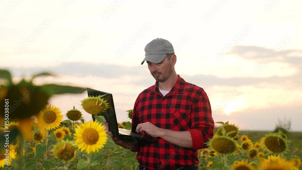 man farmer working laptop sunset sunflower field, business farmer, digital laptop, agriculture sunflower, agricultural planning tools, farm operation software, sunflower crop management, sunflower
