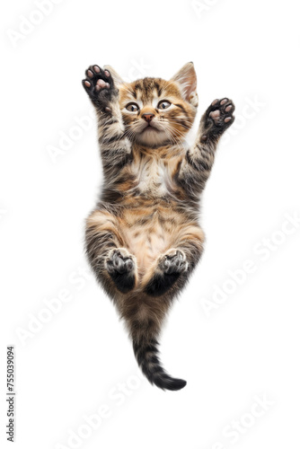 A playful cute kitten is lying on back, top view, isolated on white or transparent background, png clipart, design element. Easy to place on any other background.