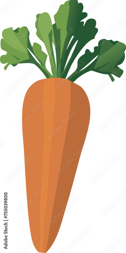 Isolated carrot vector Isolated carrot vector