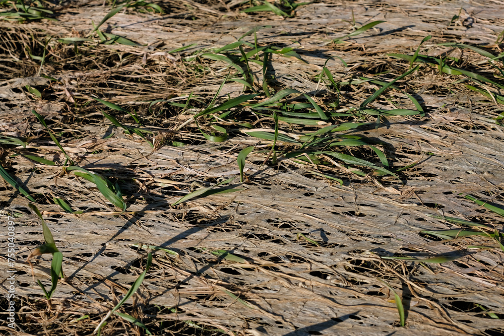 Vegetation stress of winter wheat. Vegetation stress of winter wheat.