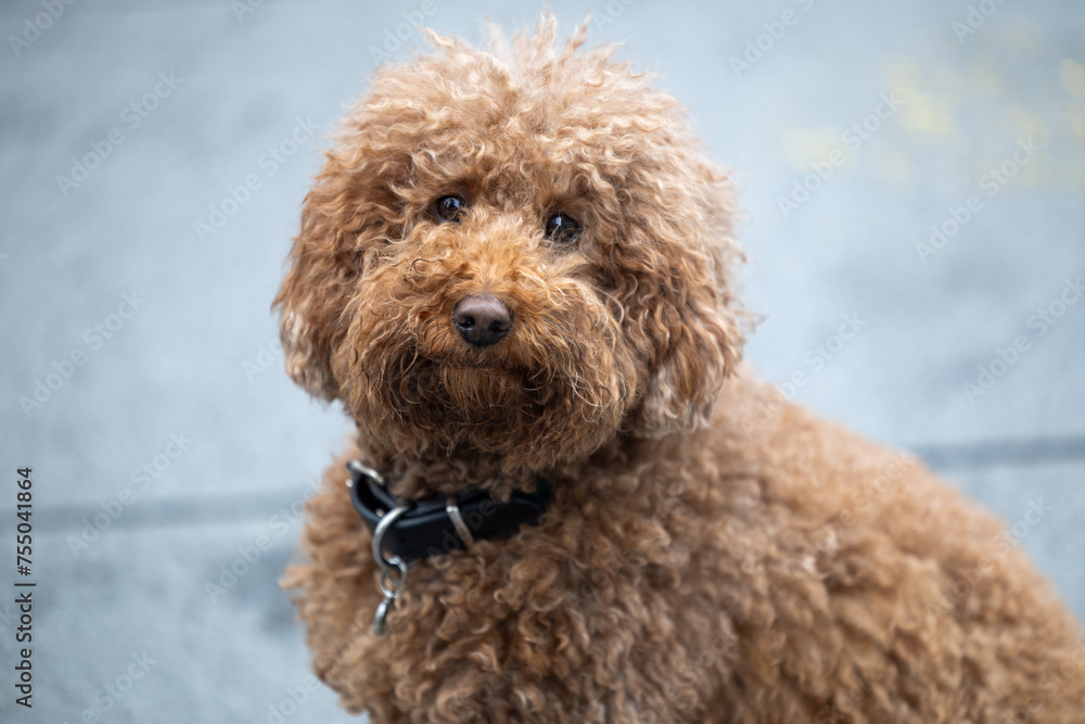 Portrait of a red poodle outdoors