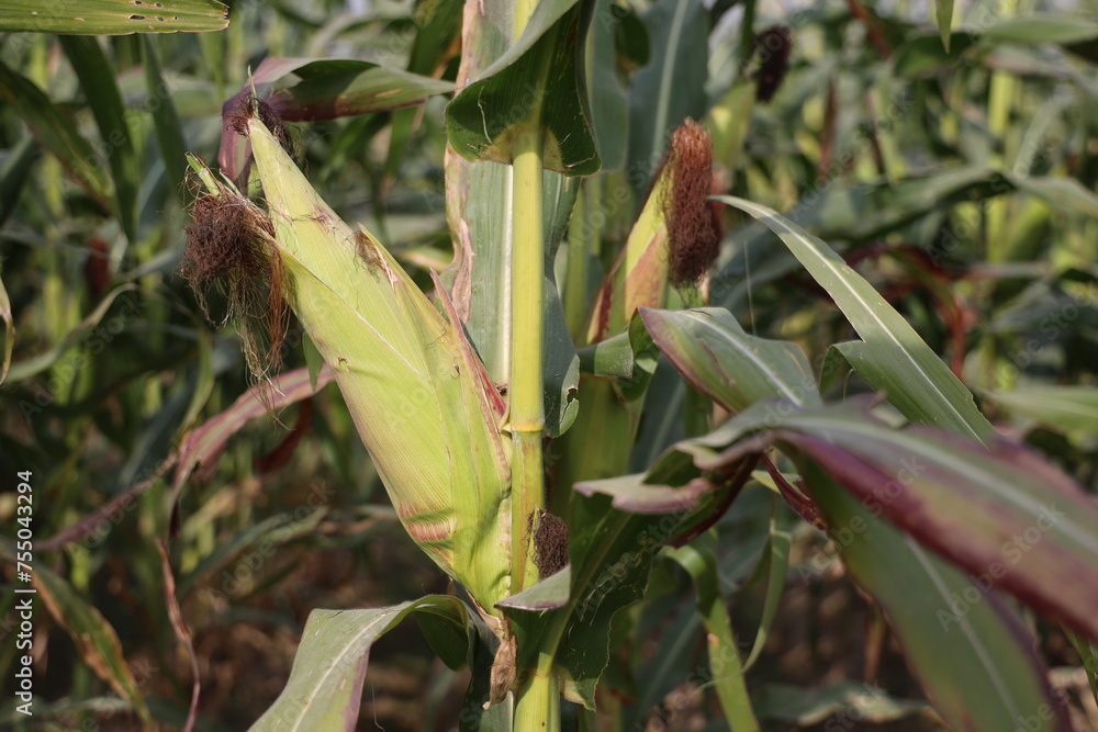 Fototapeta premium Thriving Green Maize Corn Plantations