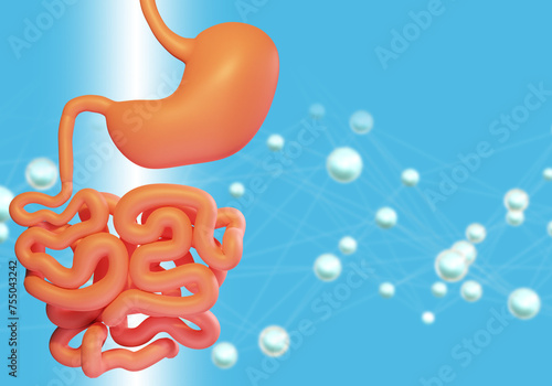 Gastrointestinal tract. Hum...