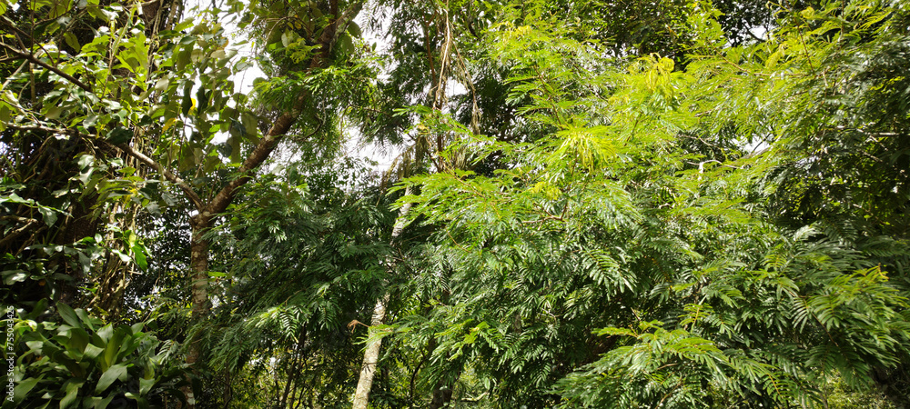 FOREST VEGETATION LEAVES TREES GREEN LIFE NATURE TROPICAL PARADISE BACKGROUND TRUNK BRANCHES PARK FOREST RESERVE