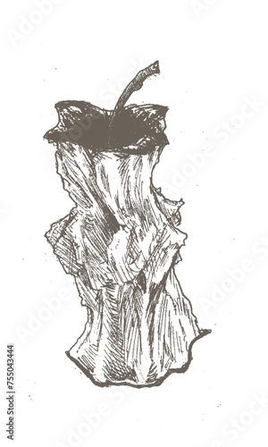 vintage sketch of rotten apple illustrated on isolated white page.