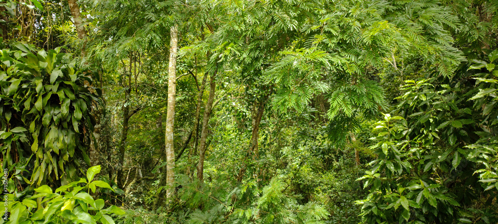 FOREST VEGETATION LEAVES TREES GREEN LIFE NATURE TROPICAL PARADISE BACKGROUND TRUNK BRANCHES PARK FOREST RESERVE