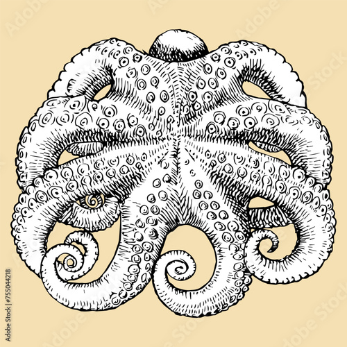Wallpaper Mural Octopus hand drawn sketch, vector illustration  Torontodigital.ca