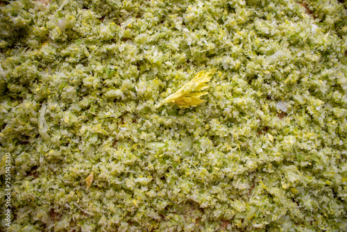 Frisch gemahlen und gepresst Celerie Stangen mit Celerie Blatt in mitte