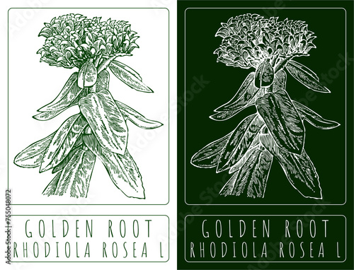 Drawing GOLDEN ROOT. Hand drawn illustration. The Latin name is RHODIOLA ROSEA L.