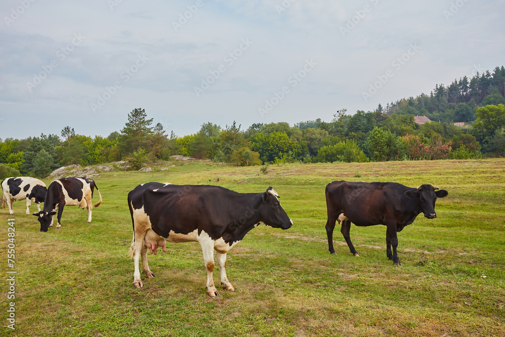 A pastoral scene of spotted cows grazing on a lush green meadow under a clear blue sky. A pastoral scene of spotted cows grazing on a lush green meadow under a clear blue sky.