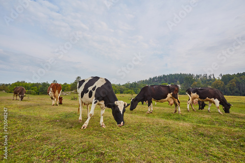 Spotted cows graze on the green pasture under a cloudy sky. Thick clouds resemble cotton balls painted in various shades of white and grey. © Ryzhkov Oleksandr