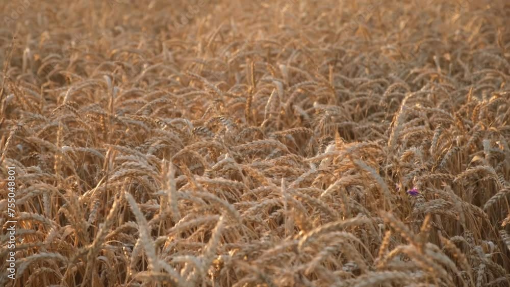 Golden wheat close-up. Ripening of wheat spikelets in summer. Warm sunset light beautiful texture. A light breeze stirred the stems. The concept of agriculture bread production. Golden ears are waving Golden wheat close-up. Ripening of wheat spikelets in summer. Warm sunset light beautiful texture. A light breeze stirred the stems. The concept of agriculture bread production. Golden ears are waving