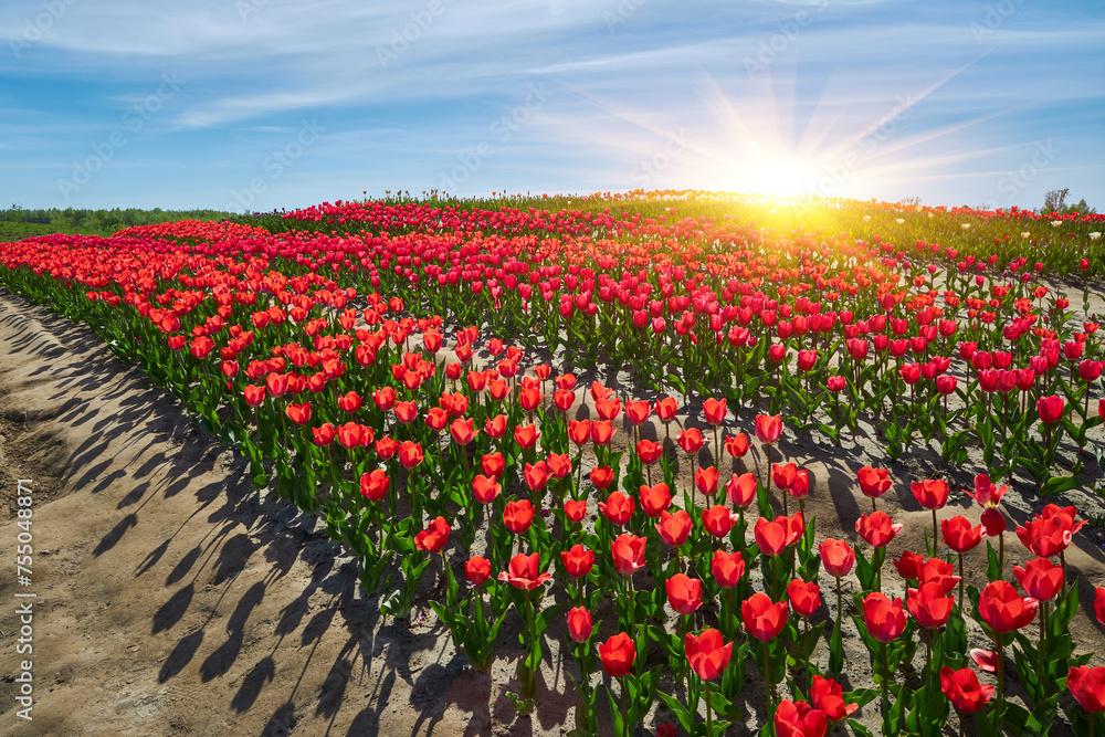 Red tulips in curvy rows