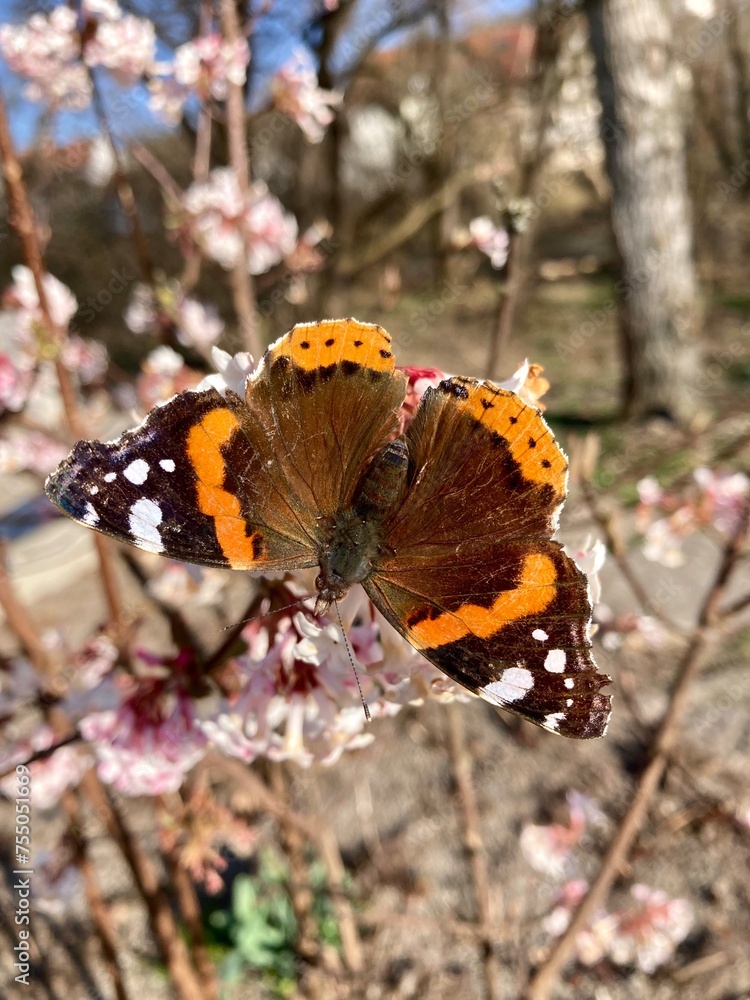 Schmetterling Admiral auf Kirschblüte im Frühling