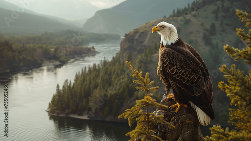 Noble bald eagle perched atop a towering pine