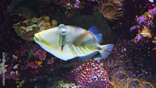 Close view of a Tropical Picasso fish swimming around a reef photo