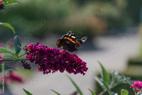 Admiral Schmetterling sitzt auf einem Sommerflieder