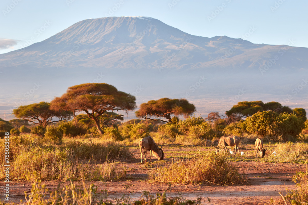 Wildebeest with Kilimanjaro in the background. Wildebeest with Kilimanjaro in the background.