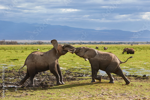 Two young African bulls playing with each other in Amboseli  Kenya.