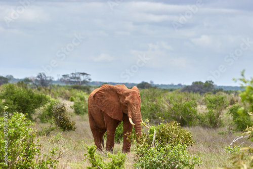 Big red African elephant in Tsavo East National Park.