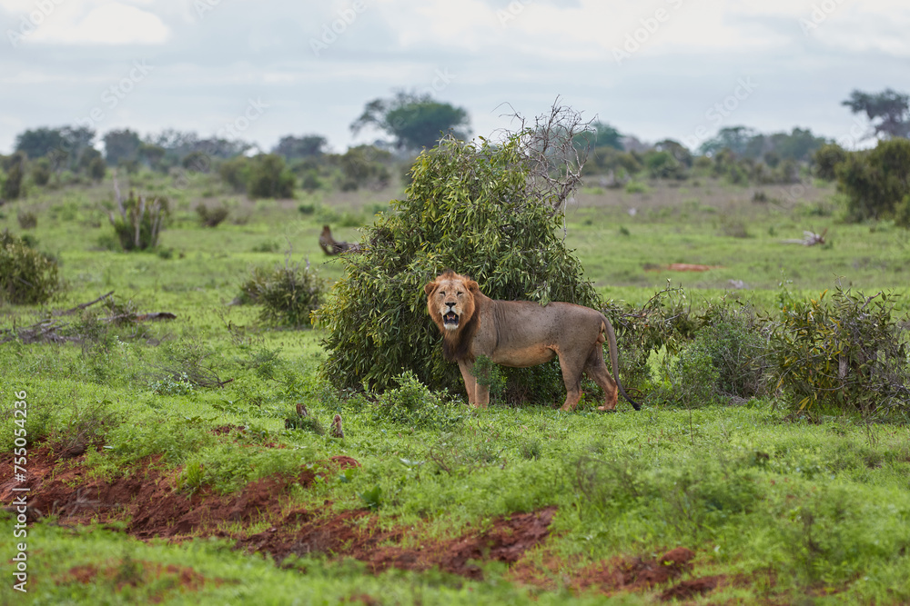 Big male lion standing in the grassland of Tsavo East. Big male lion standing in the grassland of Tsavo East.