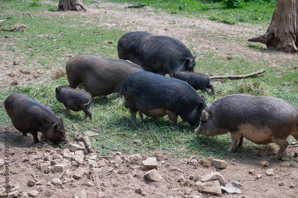 Wild boars eating