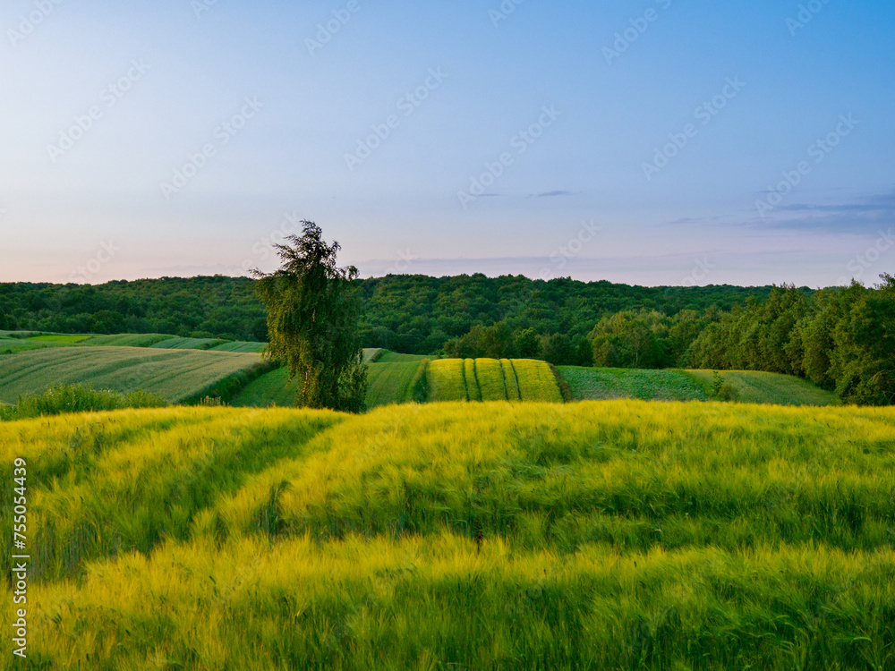 Fototapeta premium Landscape. Agricultural fields in summer. Roztocze. Poland.