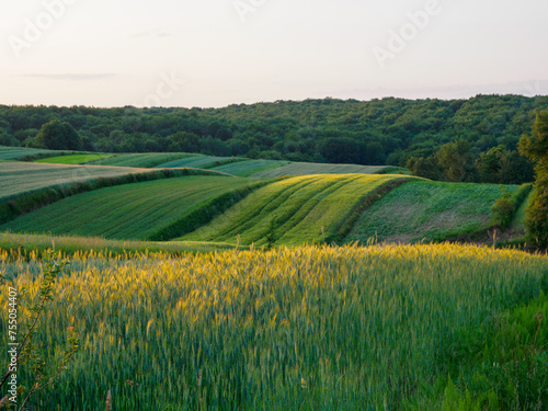 Landscape. Agricultural fields in summer. Roztocze. Poland.