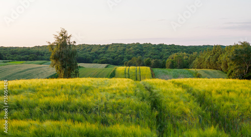 Landscape. Agricultural fields  in summer. Roztocze. Poland. photo