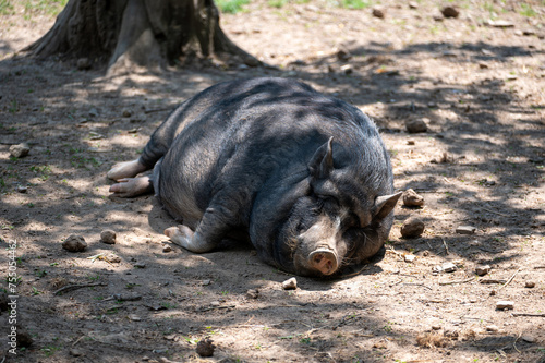 A wild boar lies in the sun