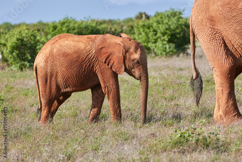 Young red African elephant in Tsavo East National Park.