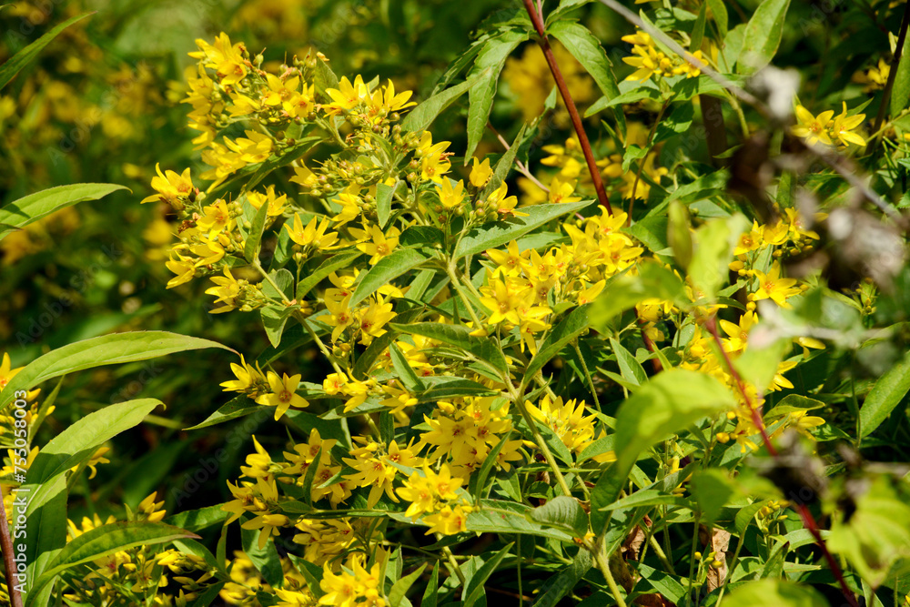 Gewöhnliche Gilbweiderich, Lysimachia vulgaris Gewöhnliche Gilbweiderich, Lysimachia vulgaris