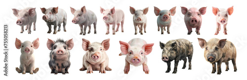 3D Rendering Pack of a Pig Standing, Laying, Dirty Pig on Transparent Background - Ai Generated