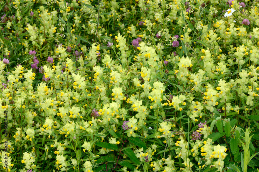 Zottiger Klappertopf, Rhinanthus alectorolophus Zottiger Klappertopf, Rhinanthus alectorolophus