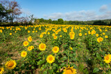 Sunflower fields in summer in the countryside and under a beautiful blue sky
