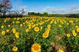 Sunflower fields in summer in the countryside and under a beautiful blue sky