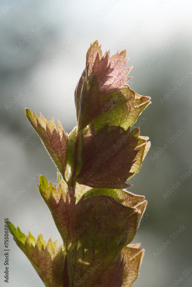 Zottiger Klappertopf, Rhinanthus alectorolophus Zottiger Klappertopf, Rhinanthus alectorolophus
