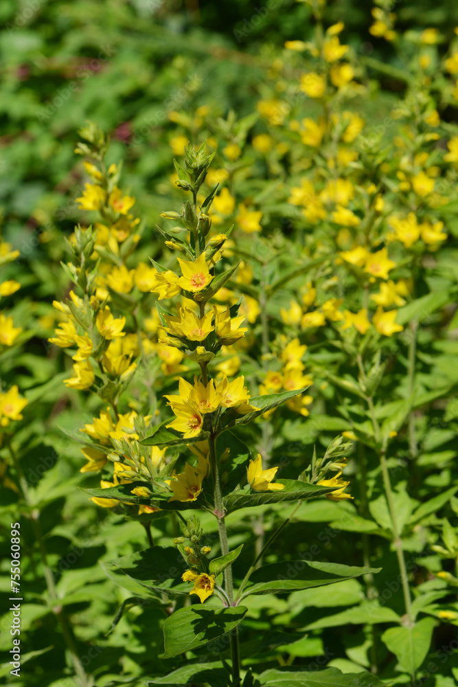 Obraz premium Punktierte Gilbweiderich, Lysimachia punctata