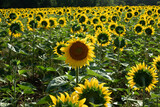 Sunflower flower in summer which turns its back on the other flowers in the field.